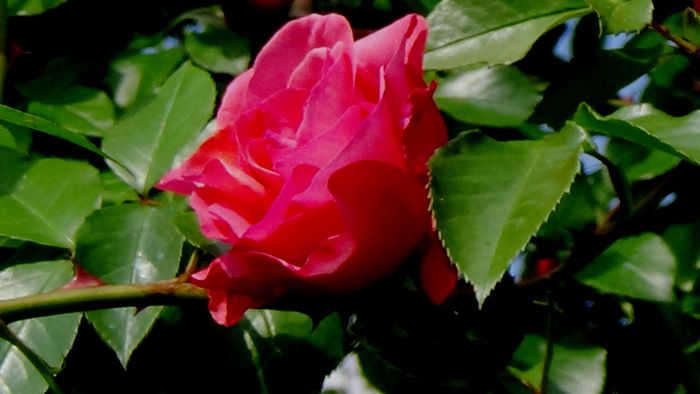 DSC02375