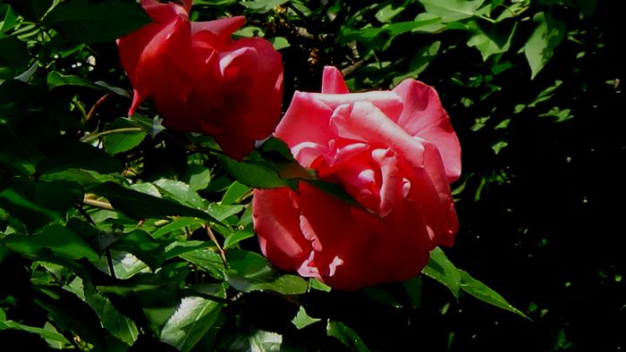 DSC02377