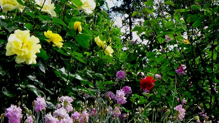 DSC02403