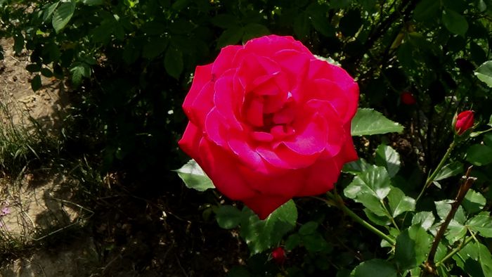 DSC02433