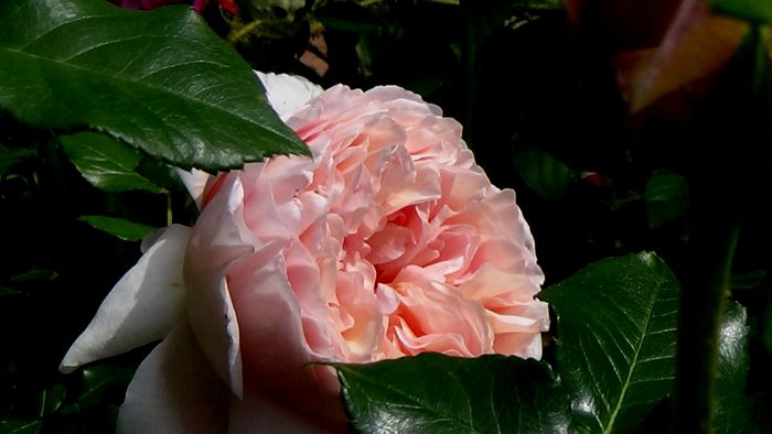 DSC02504