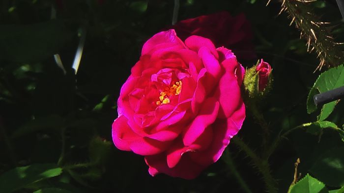DSC02550