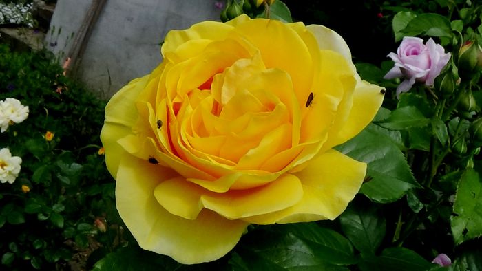 DSC02553
