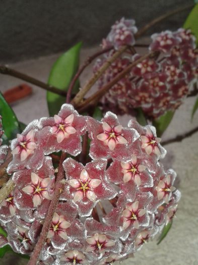 20150801_083255 - pubicalyx silver pink
