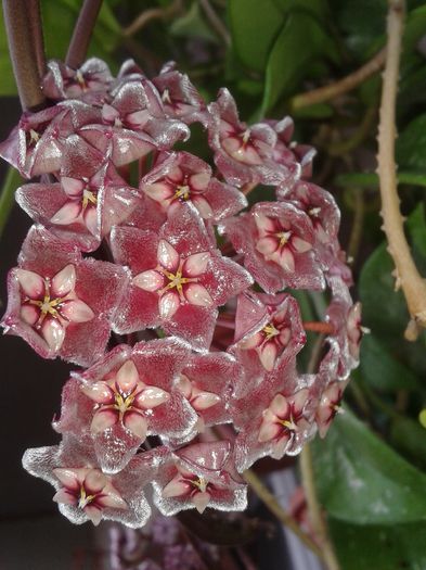 20150801_083208 - pubicalyx silver pink