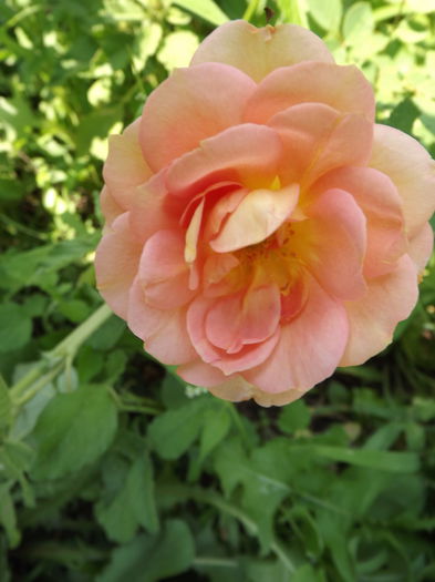 DSCF4127 - Trandafiri
