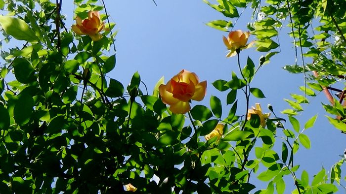 DSC02758