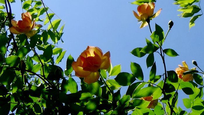 DSC02759