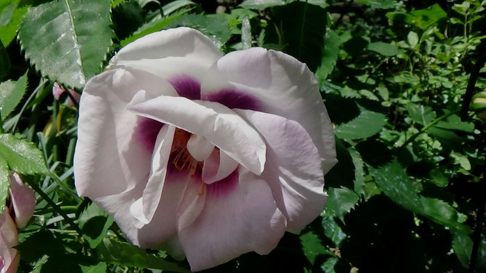 DSC02768 - TRANDAFIRI 2015 III