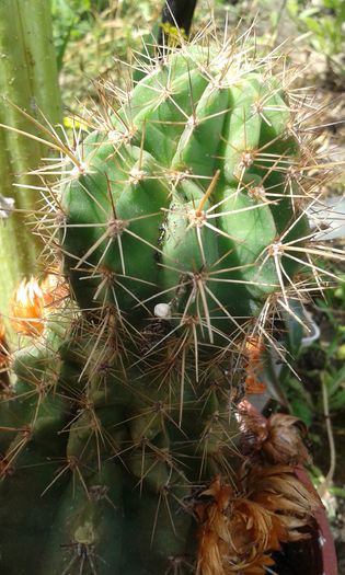 20150731_112906 - suculente si cactusi