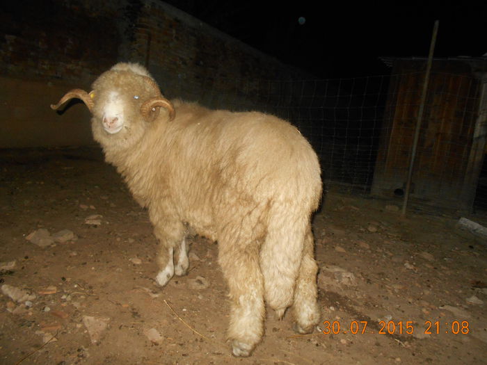 Picture 038 - Berbeci 2o14-2015