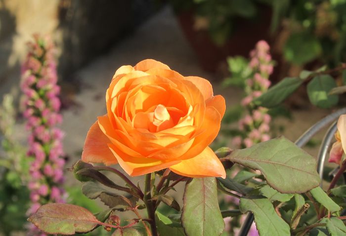 Lady Emma Hamilton