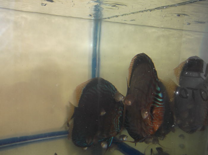 DSCF7937