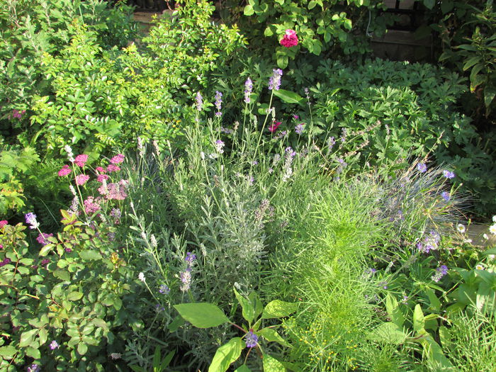 26 iulie - 2015 plantele mele - II