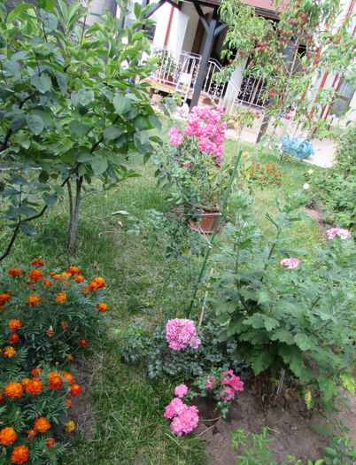 26 iulie - 2015 plantele mele - II