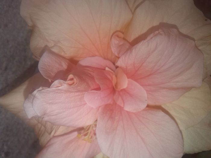 IMG_20150801_121717 - hibiscus