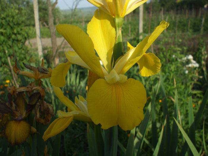 Iris spuria galben - Gradina iunie 2015