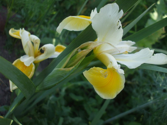 Iris spuria alb cu galben - Gradina iunie 2015