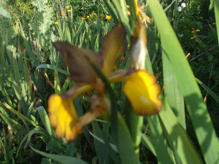 Iris spuria maro - Gradina iunie 2015