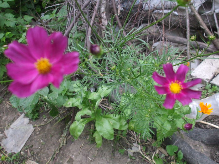 DSCF7727 - Gradina iunie 2015