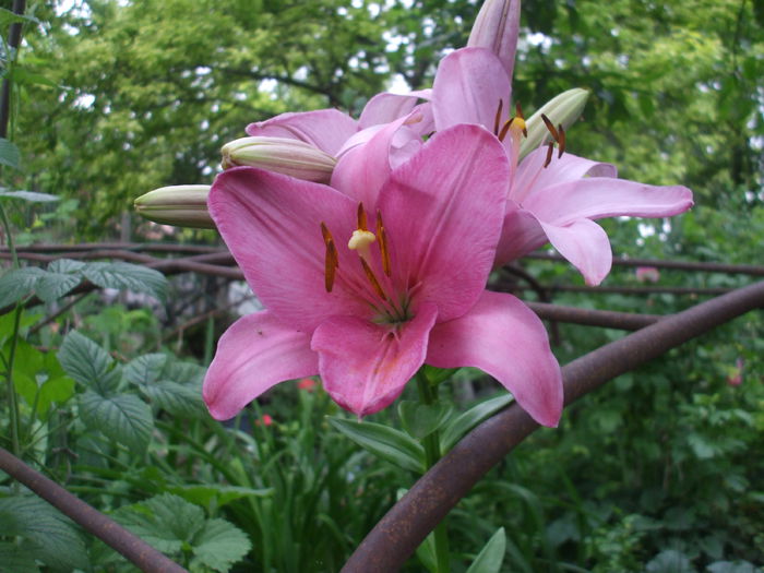 DSCF7728 - Gradina iunie 2015