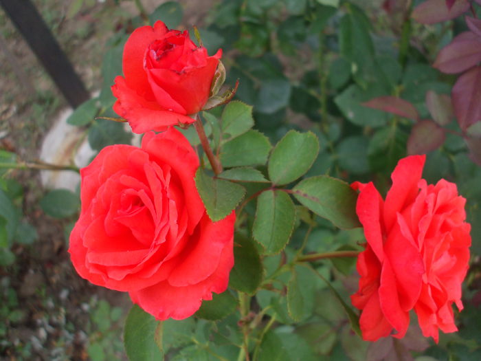 DSCF7801 - Gradina iulie 2015