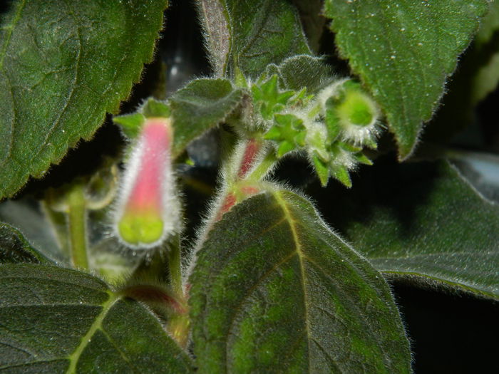 DSCN2872