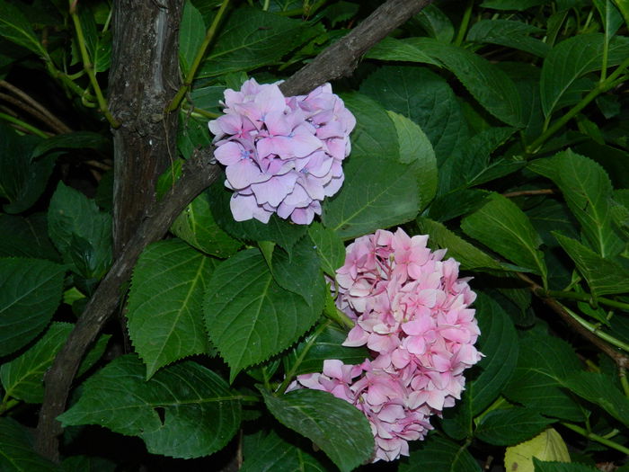 DSCN2896