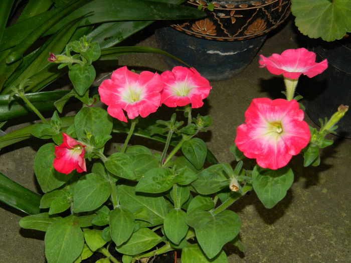 DSCN2901