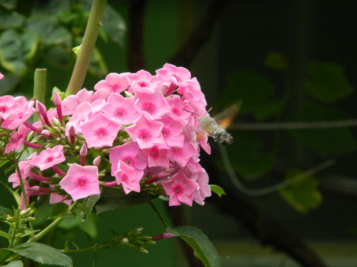 DSCN2932 insecta colibri pe flox - 2015_IULIE_3
