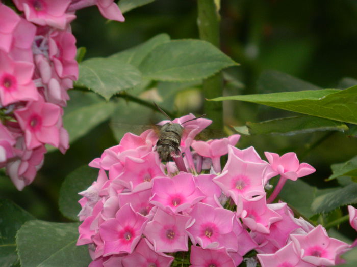 DSCN2941
