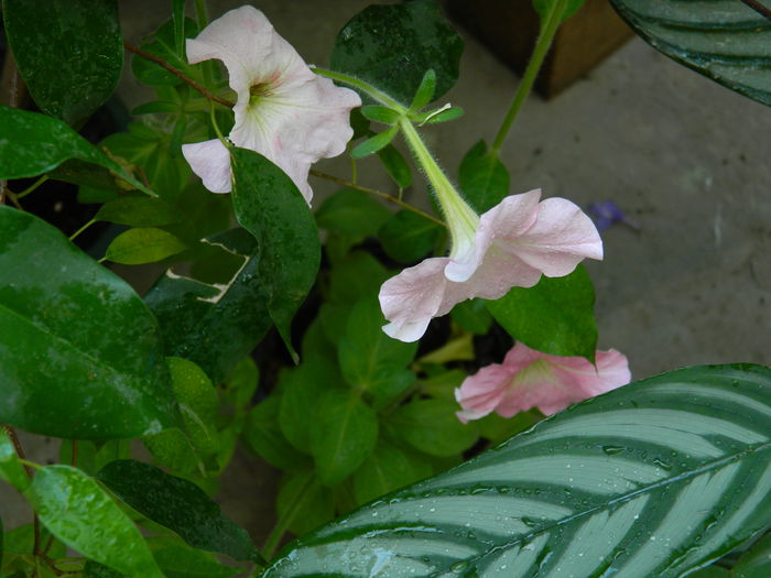 DSCN2966 - 2015_IULIE_3