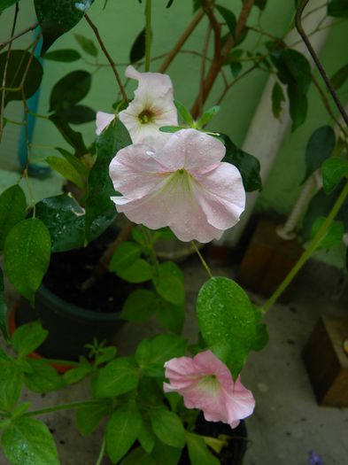 DSCN2967 - 2015_IULIE_3