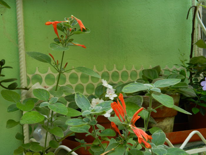 DSCN2968 - 2015_IULIE_3