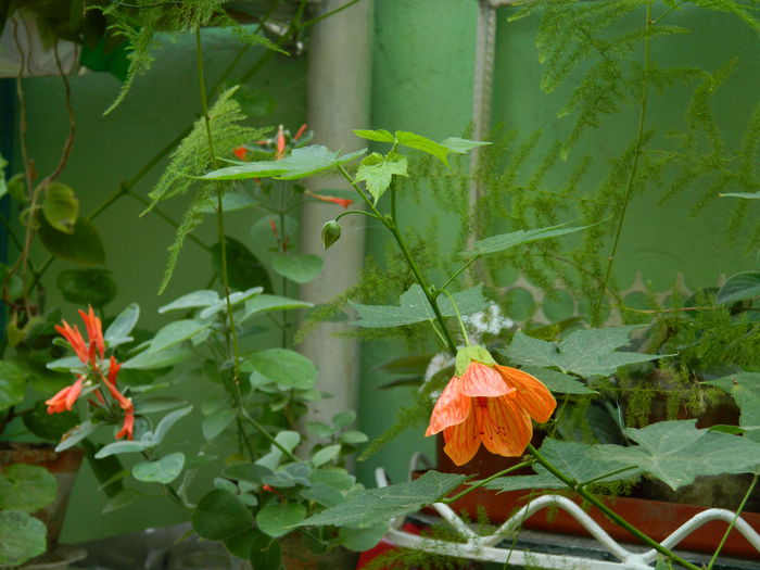 DSCN2974 - 2015_IULIE_3