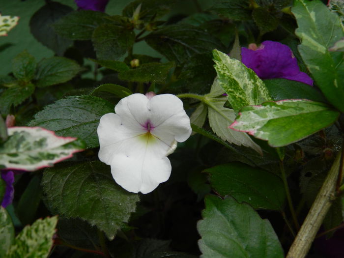 DSCN2979 - 2015_IULIE_3