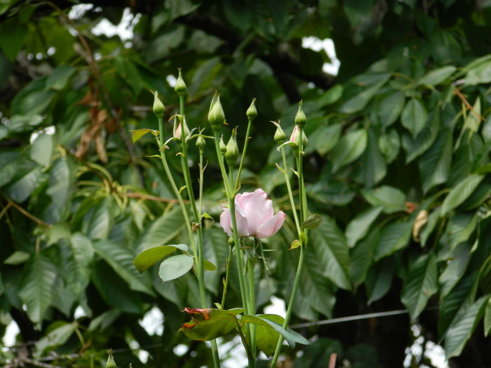 DSCN2988 - 2015_IULIE_3