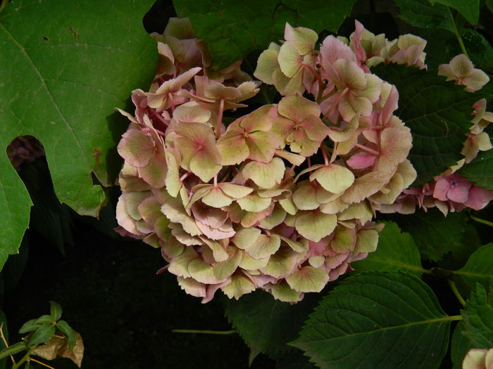DSCN2997 - 2015_IULIE_3