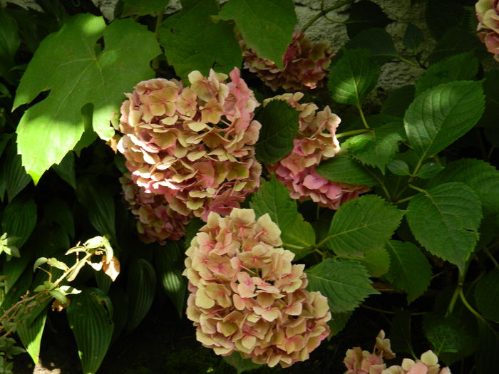 DSCN3001 - 2015_IULIE_3