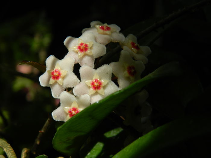 DSCN3008