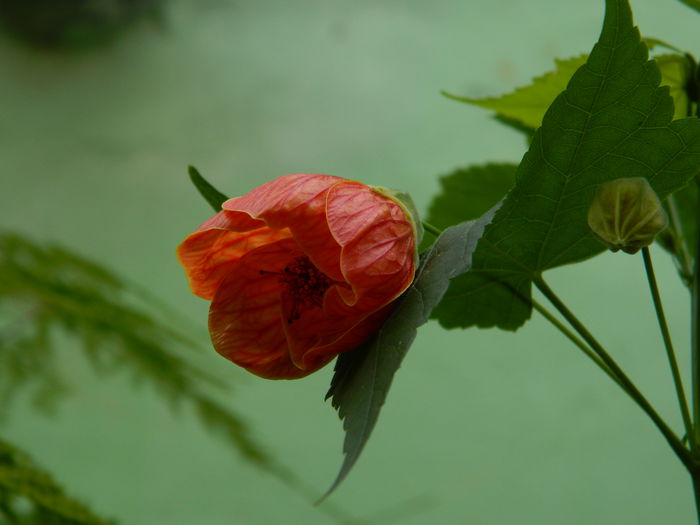 DSCN3011 - 2015_IULIE_3