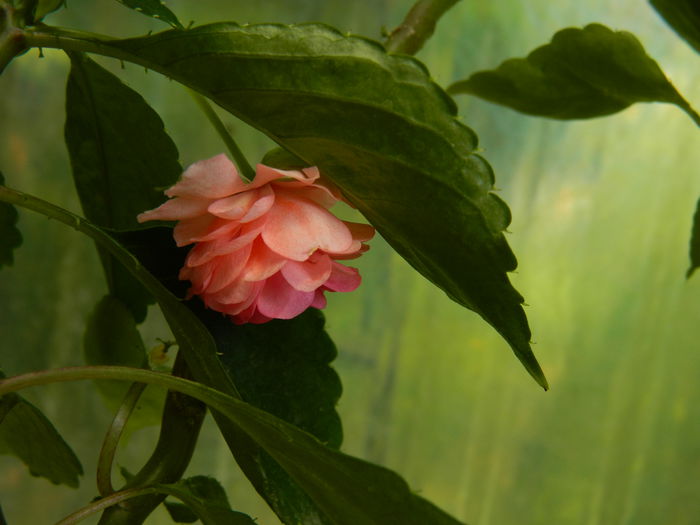 DSCN3017 - 2015_IULIE_3