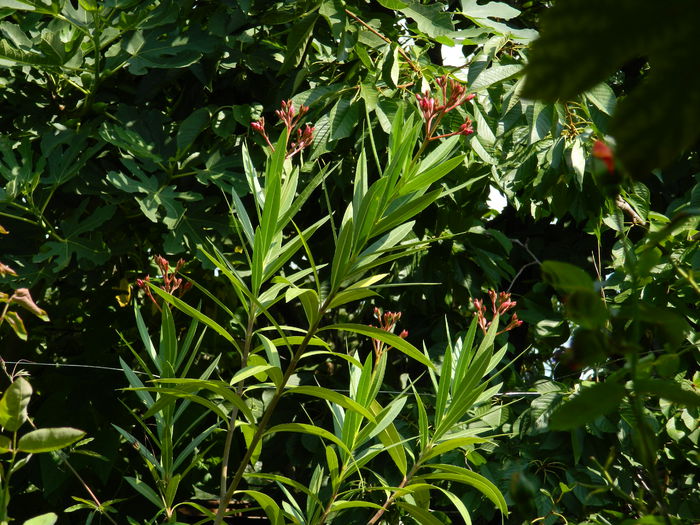 DSCN3076