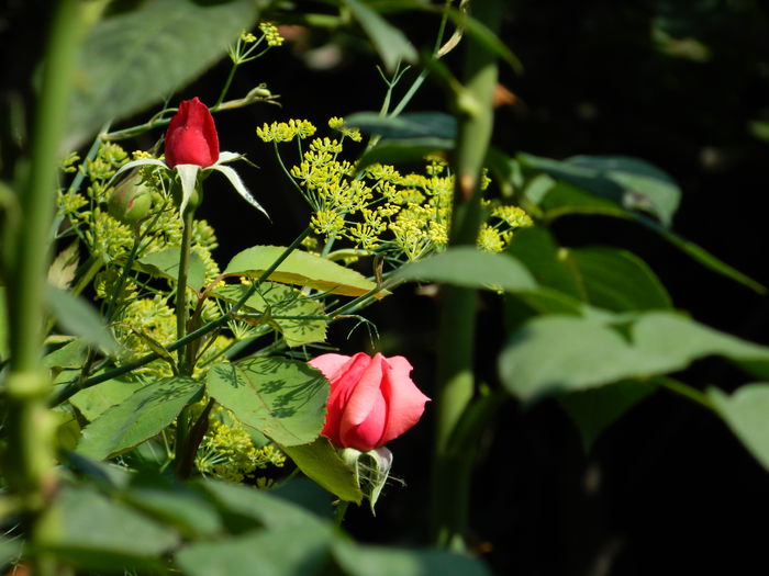 DSCN3077