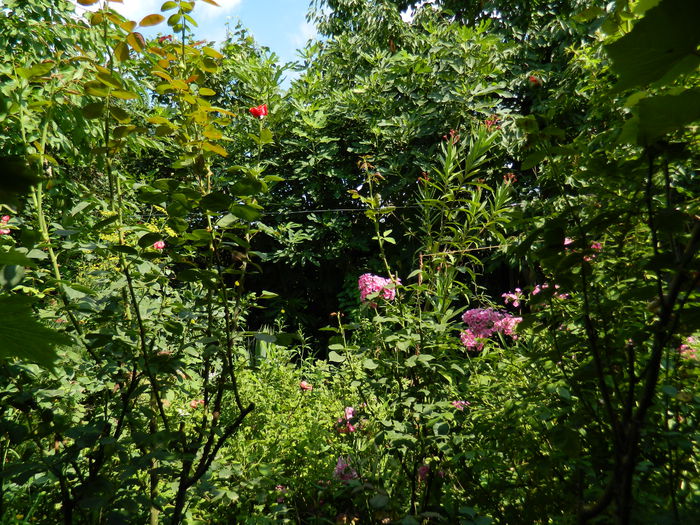DSCN3082