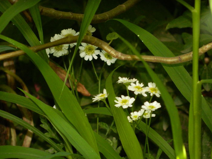 DSCN3087