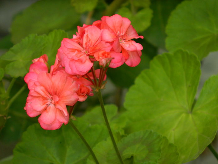 DSCN3091