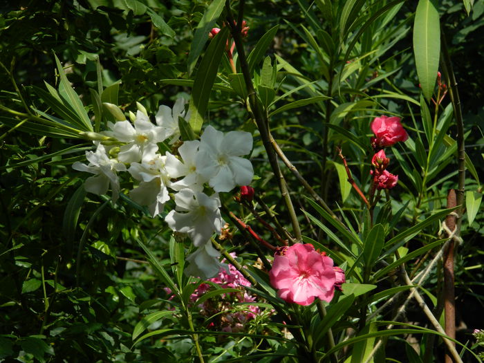 DSCN3103