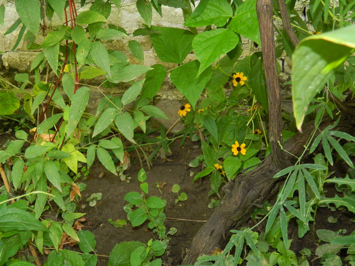 DSCN3112