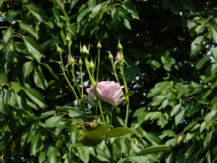 DSCN3113